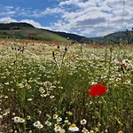 Rote Terlinden * Lieser