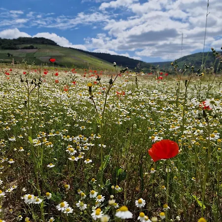 Rote Terlinden * Lieser