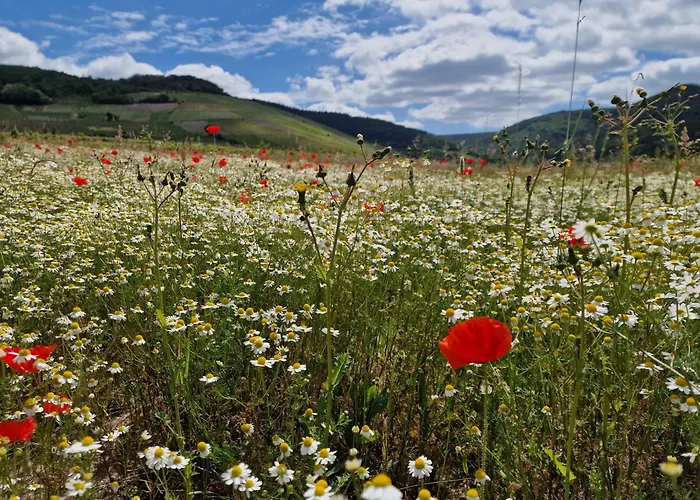 Rote Terlinden * Lieser